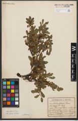 Foto von Salix retusa L.